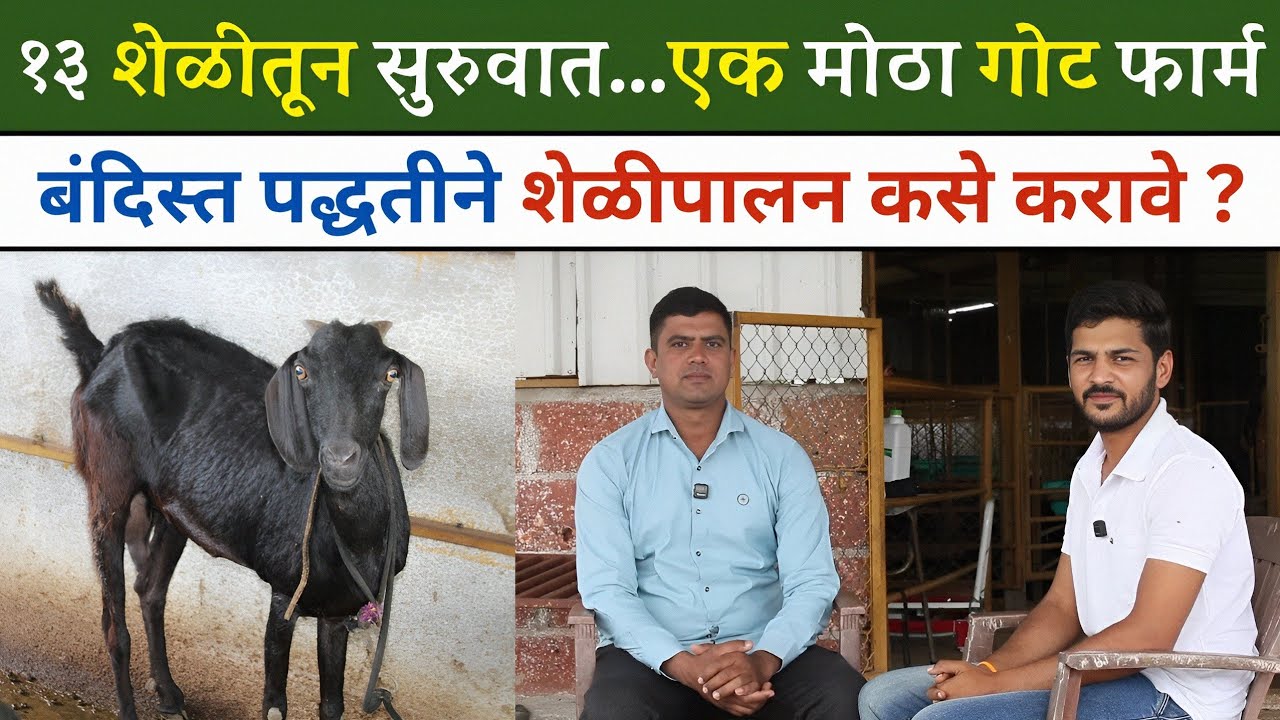 उस्मानाबादी शेळीपालन | बंदिस्त शेळीपालन करून कसा मिळतो नफा? | Osmanabadi goat farm