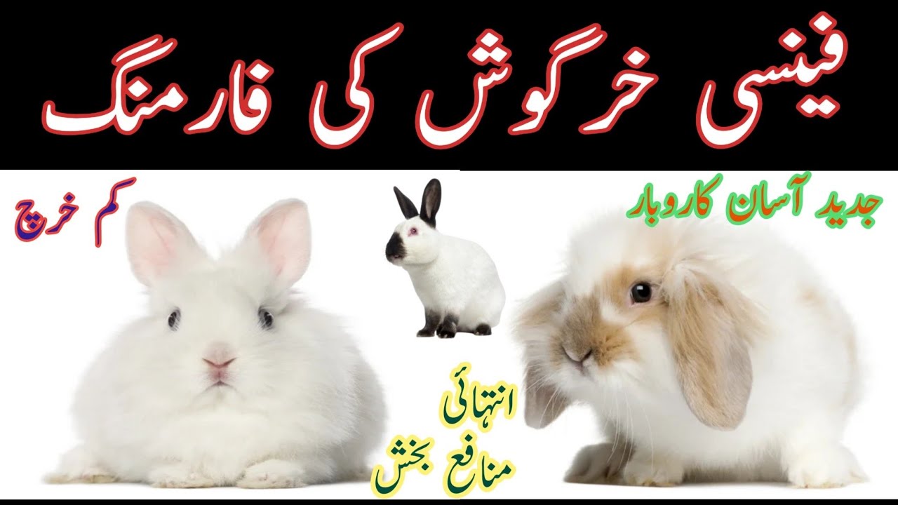 Fancy Rabbit Business in Pakistan | Modern Rabbit Farming | Rabbit Farming Cage System