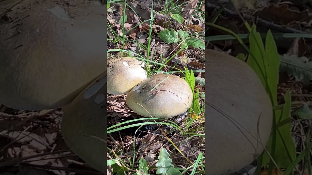 Amanita phalloides🧟‍♂️La killer del bosco Conoscere i Funghi Pillole Micologia Giacomo Jack Micologo