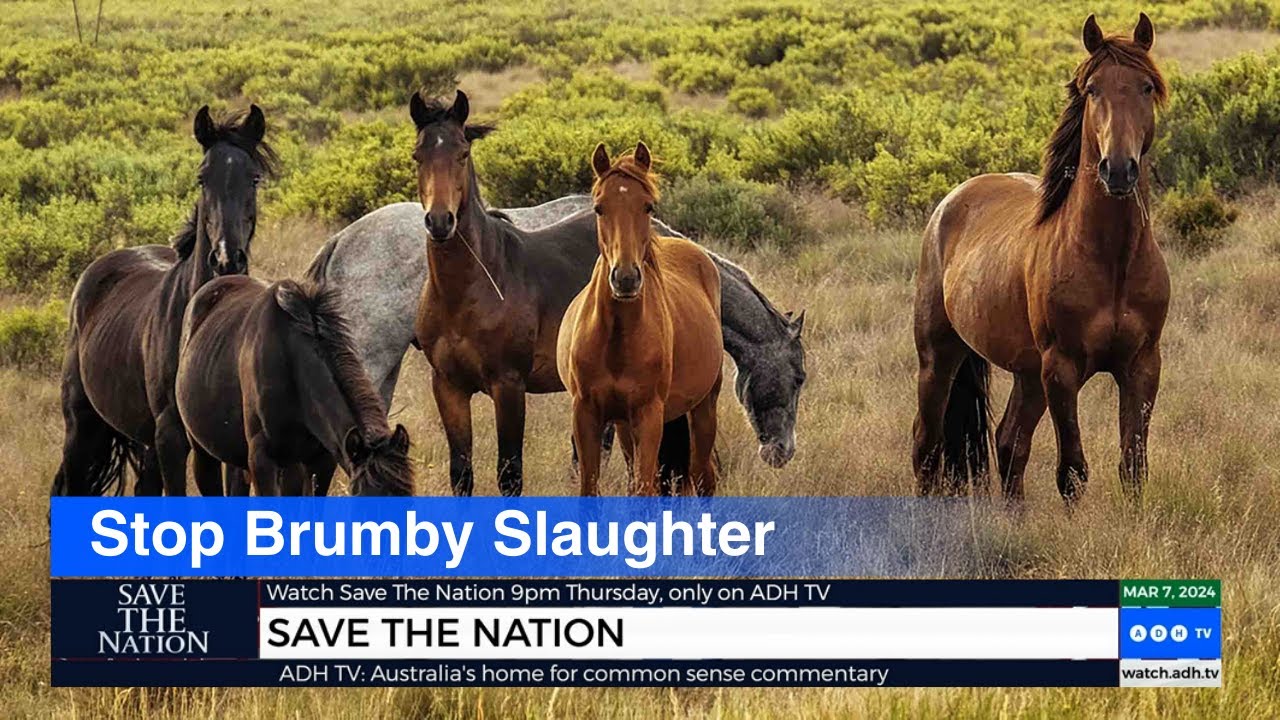 The Brutal Truth Behind the Brumby Culling