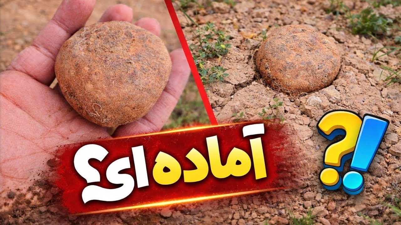 دنبل کوهی یکی از بهترین و با ارزش ترین قارچهای دنیا.امسال فراوون میشه#nature #naturelovers #weather 