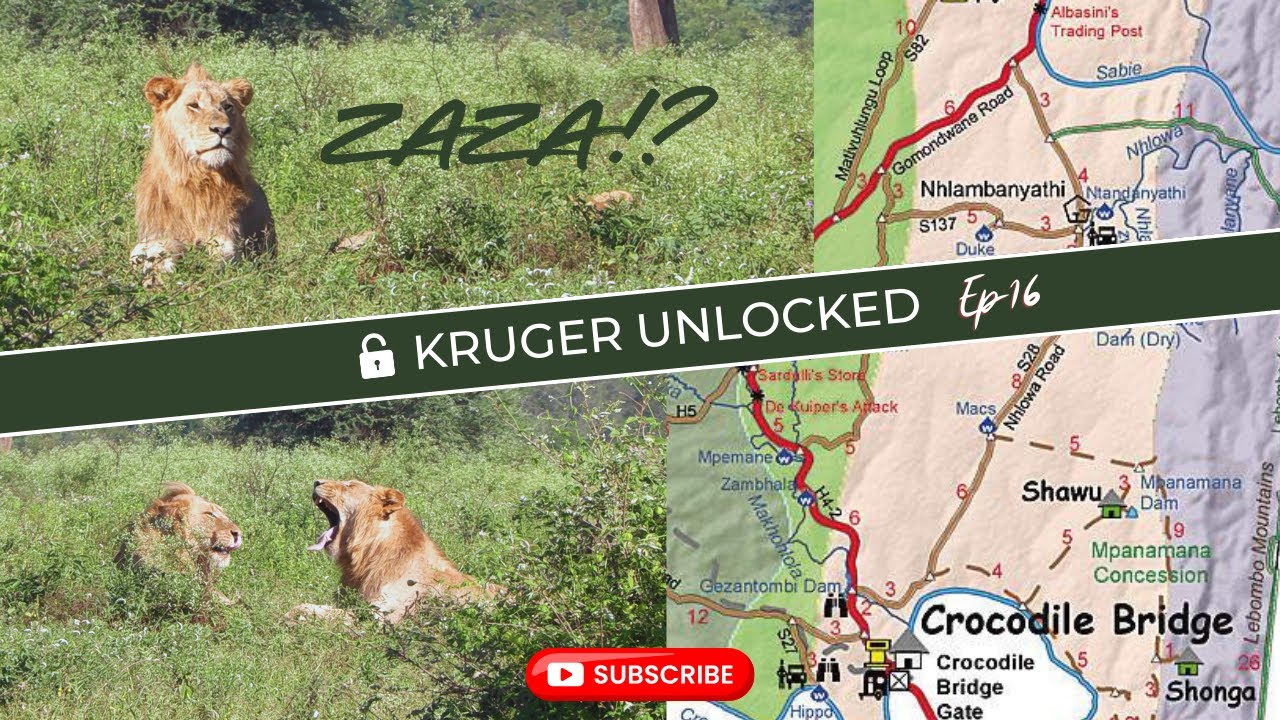 Zaza and his Brother? Future Kings of Kruger Park | Sons Of the Legendary Gomondwane Male Lions