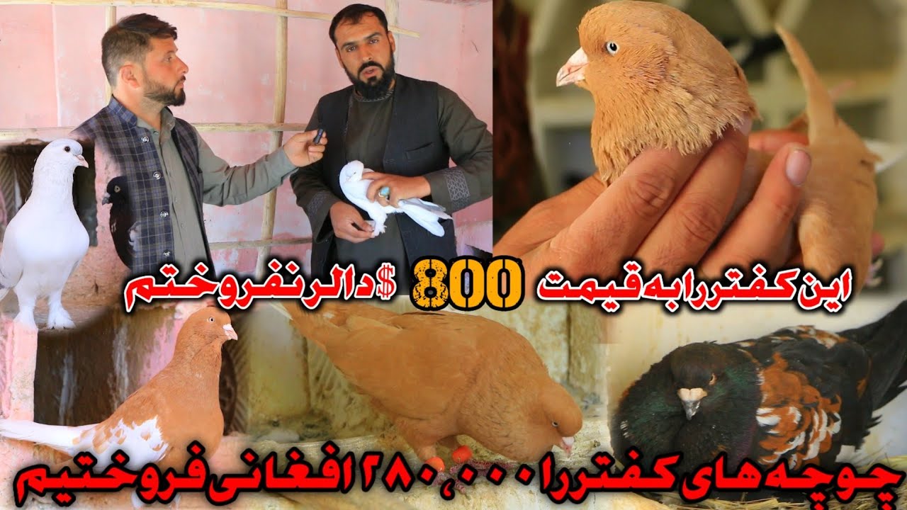 کفتر را 800 دالر نفروختم- چوچه های کفتر را ( دولگ هشتاد هزار ) فروختم | کفتر که بار اول است میبینید.