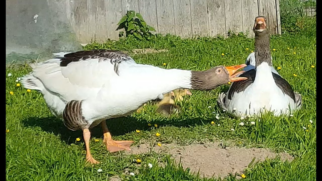 Поморские гуси (гуси Рюгенера)