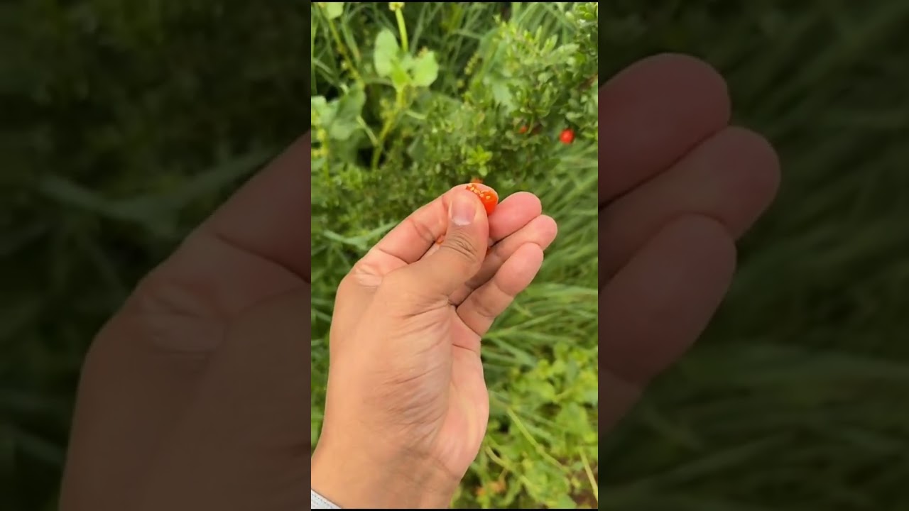سنابات بن شنه : جدول بن شنه