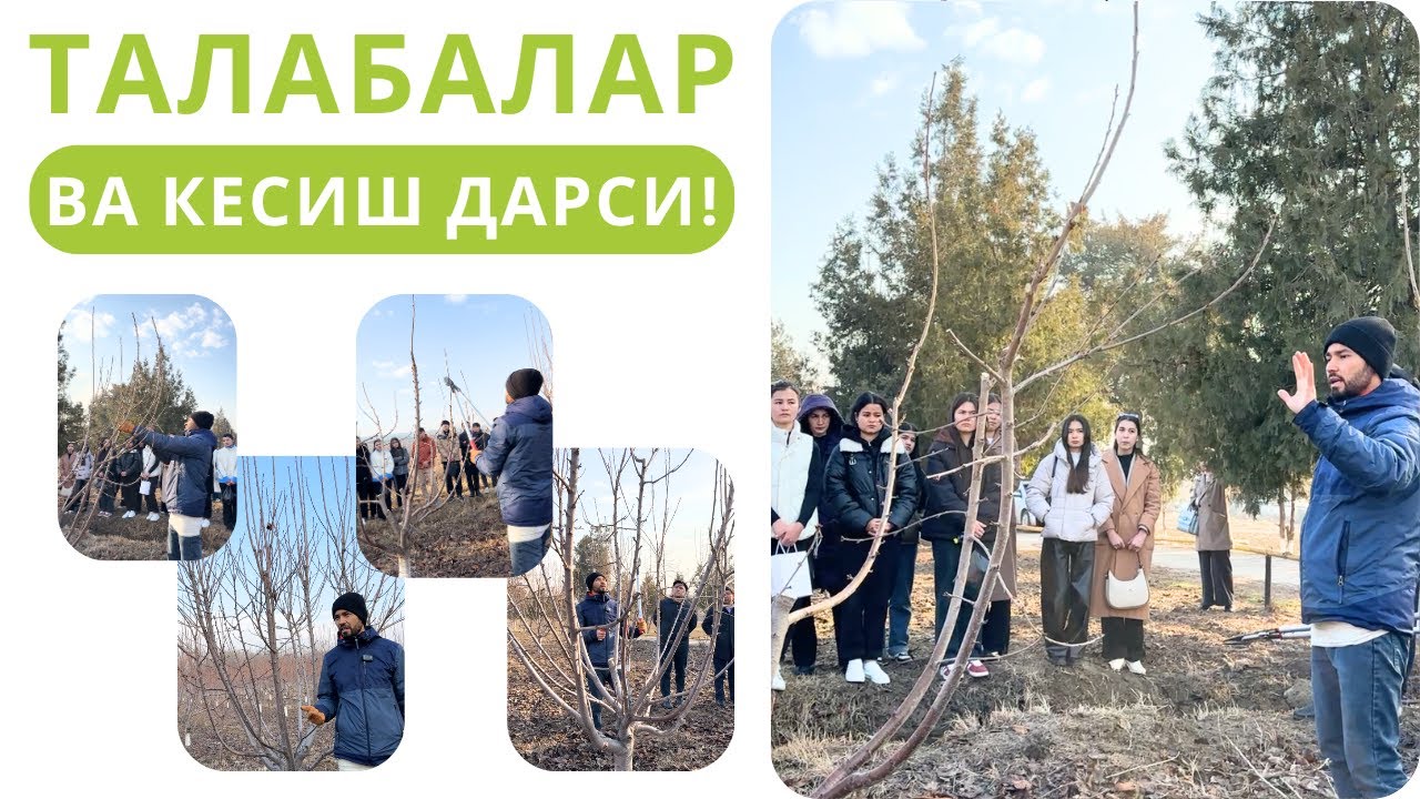 МЕВАЛИ ДАРАХТЛАРНИ КЕСИШ ДАРСИ! ТОШКЕНТ ДАВЛАТ АГРАР УНИВЕРСИТЕТИ!