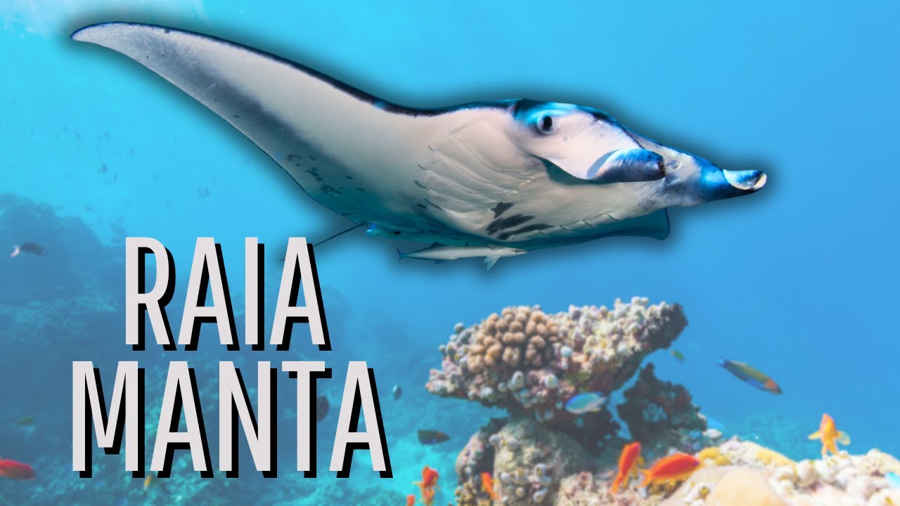 AS CURIOSIDADES FASCINANTES SOBRE A RAIA MANTA