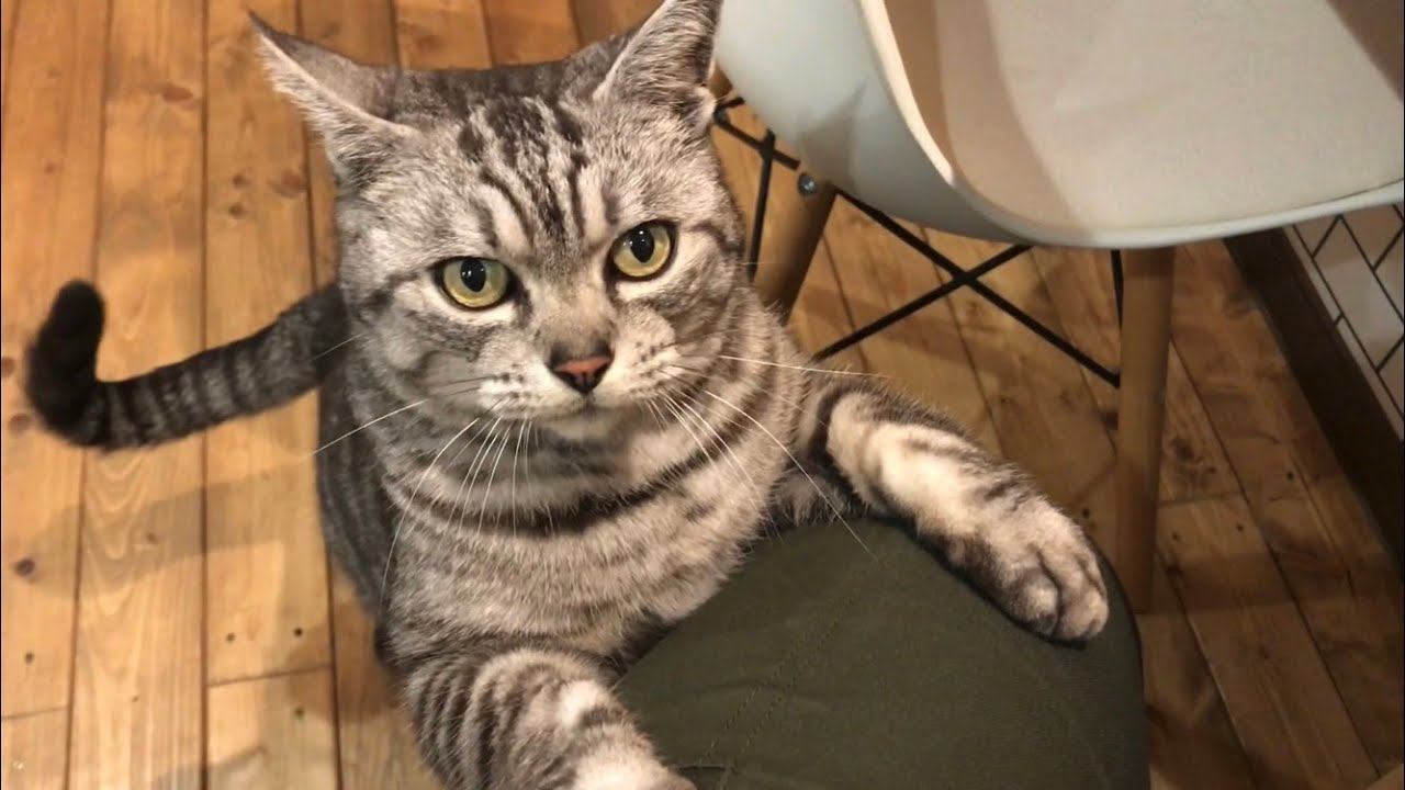 トムくん，甘えモード全開(￣▽￣)