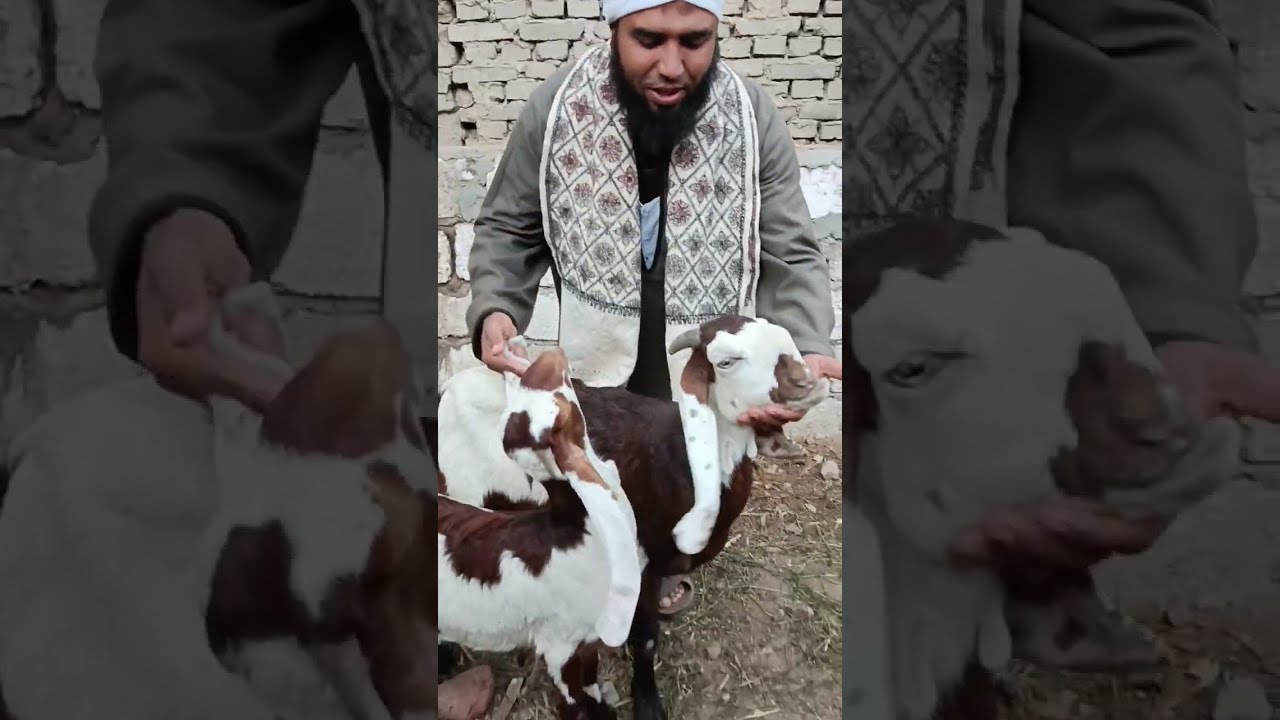 معاكم اخوكم أحمد أبو الشيخ جايب دبابات مش معيز  مواصفات الزرايبي الطيبة مع التاجر الفصيح