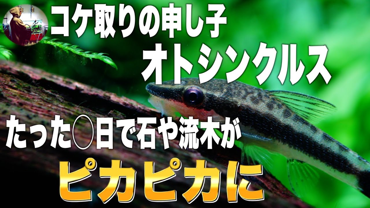 水草にも優しい最強コケ取り生体オトシンクルス！実際のコケ取り能力や90cm水槽に導入した数も紹介します！#コケ取り生体#オトシンクルス#アクアリム