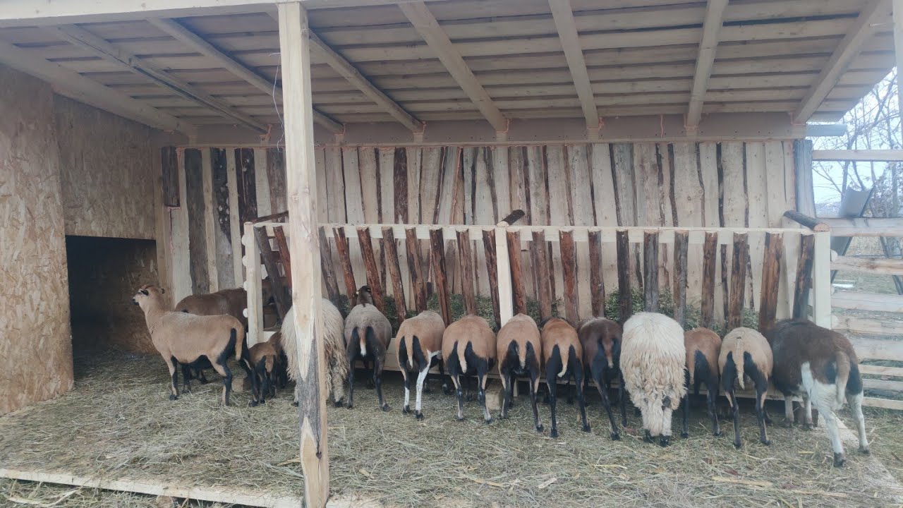 IESLE LA SAIVANUL PENTRU OIȚE 🐑COSTELUȘ DANSEAZĂ 🐥