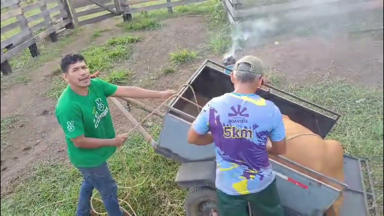 Inda do fim de semana.  Fomos buscar o bezerro no sitio do vizinho,  na carrocinha. 