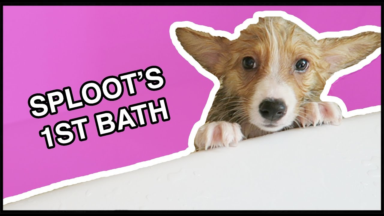 Corgi Puppy's First Bath! | Vlog