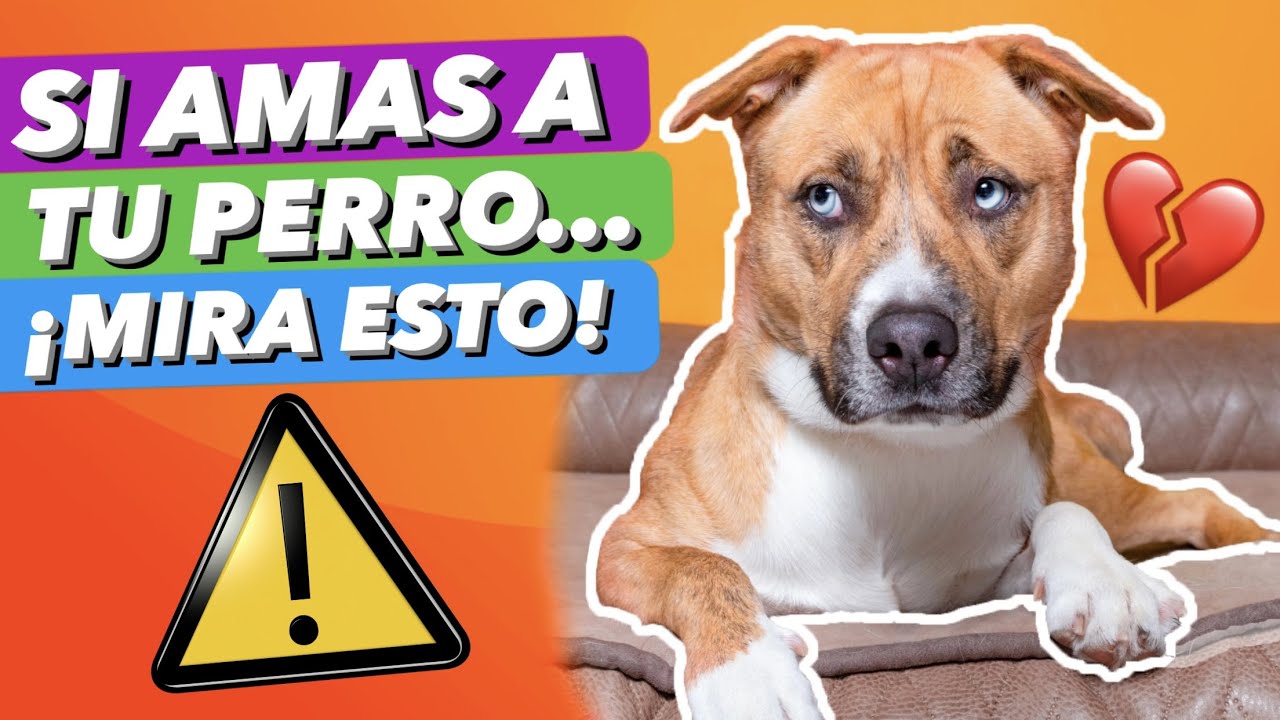 NO 🚫 lo LLEVES al PARQUE PARA PERROS porque...