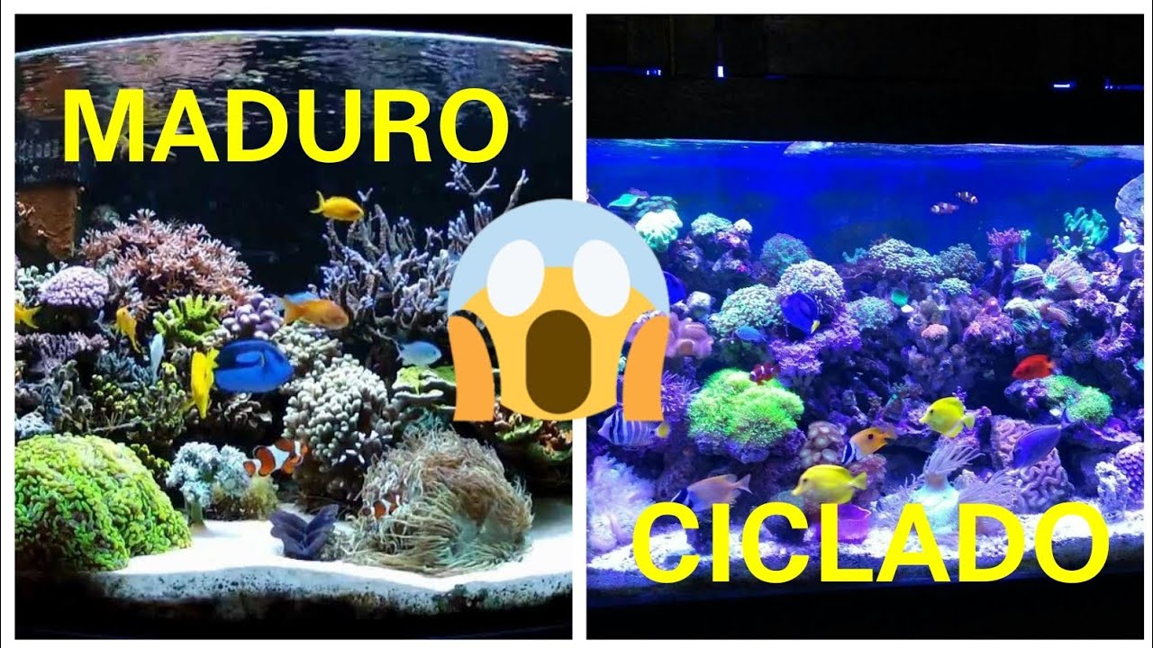 &iquest;COMO DIFENCIAR ENTRE TENER UN ACUARIO MADURO Y UNO CICLADO?