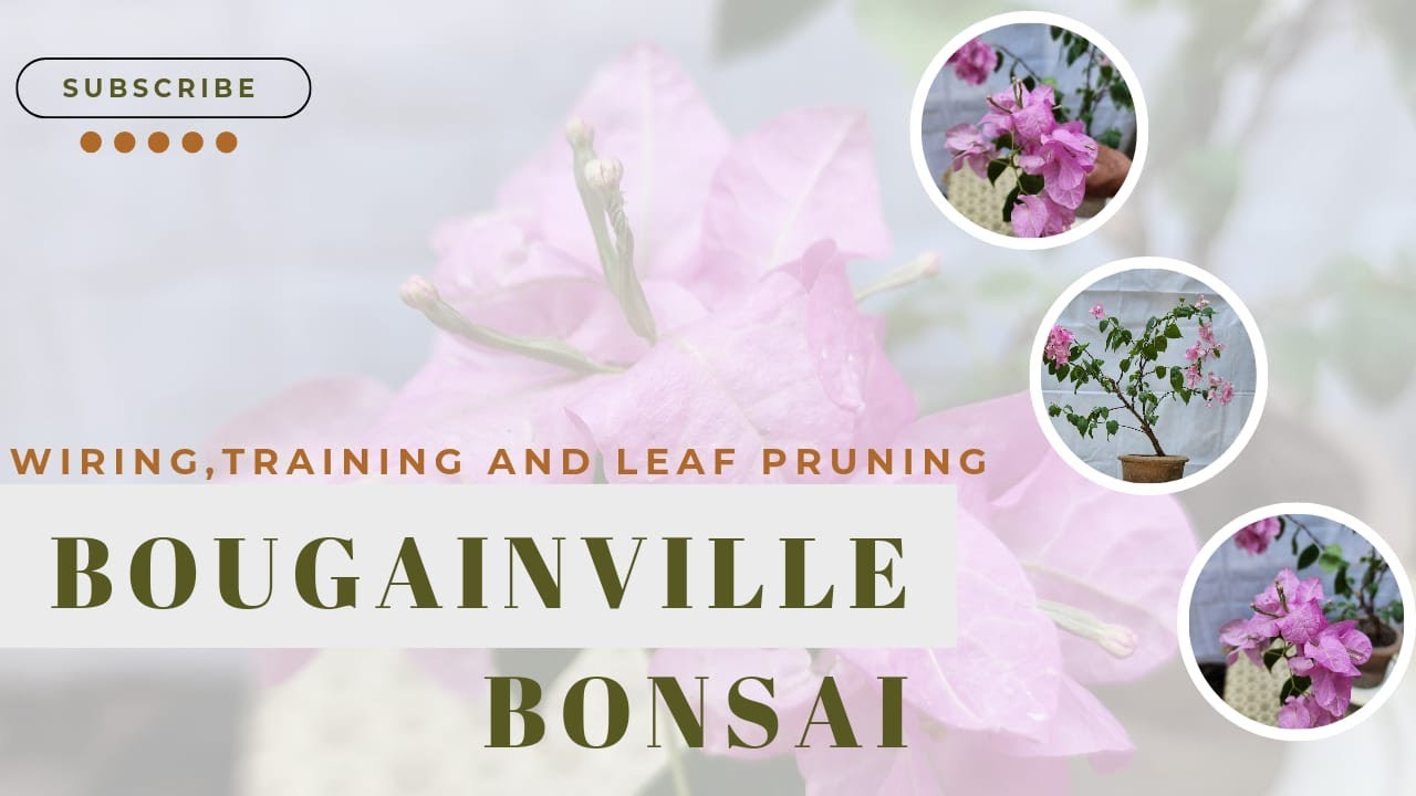 how to make a Bougainvillea bonsai | Bougainvillea flower bonsai for beginners | @Bonsaiart324