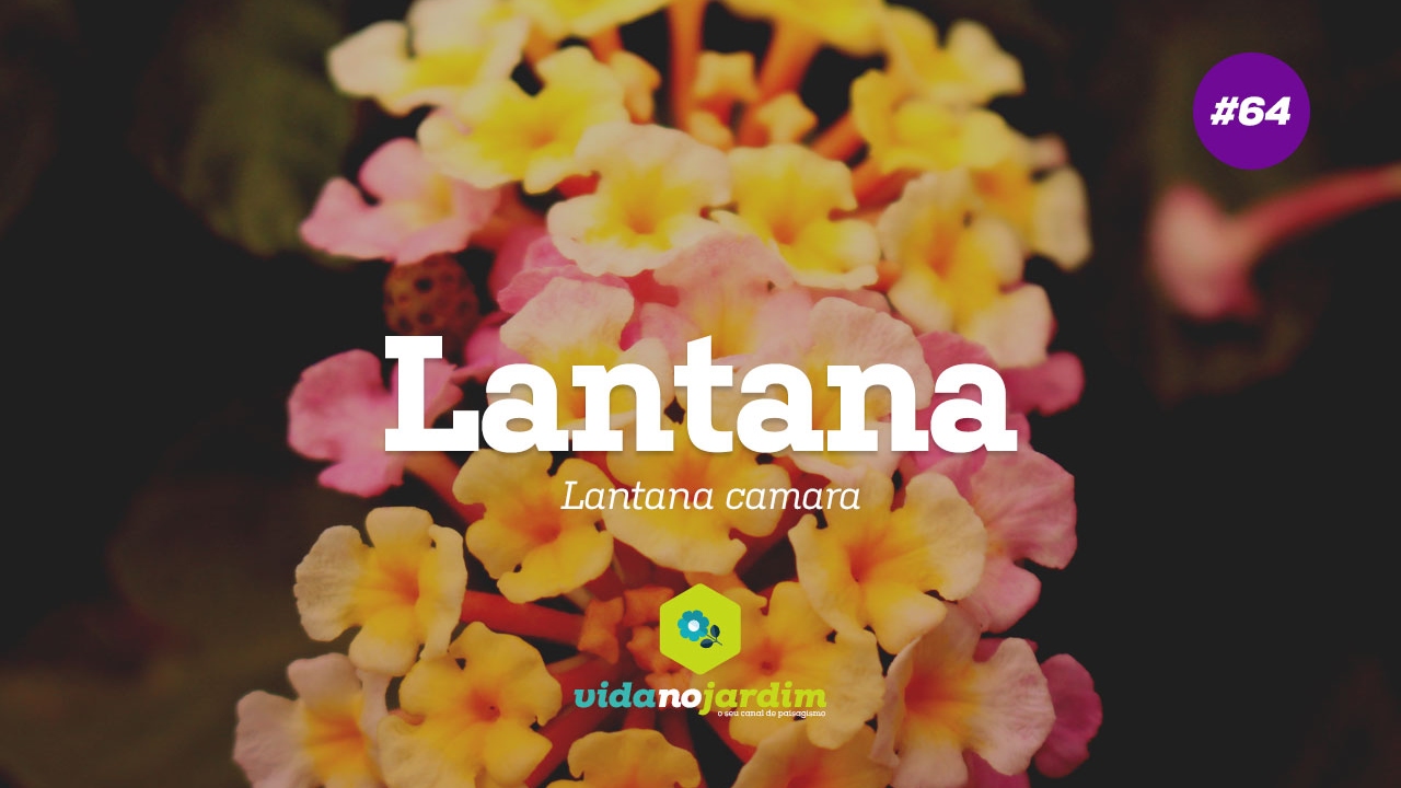 Lantana #64 - Dicas rápidas