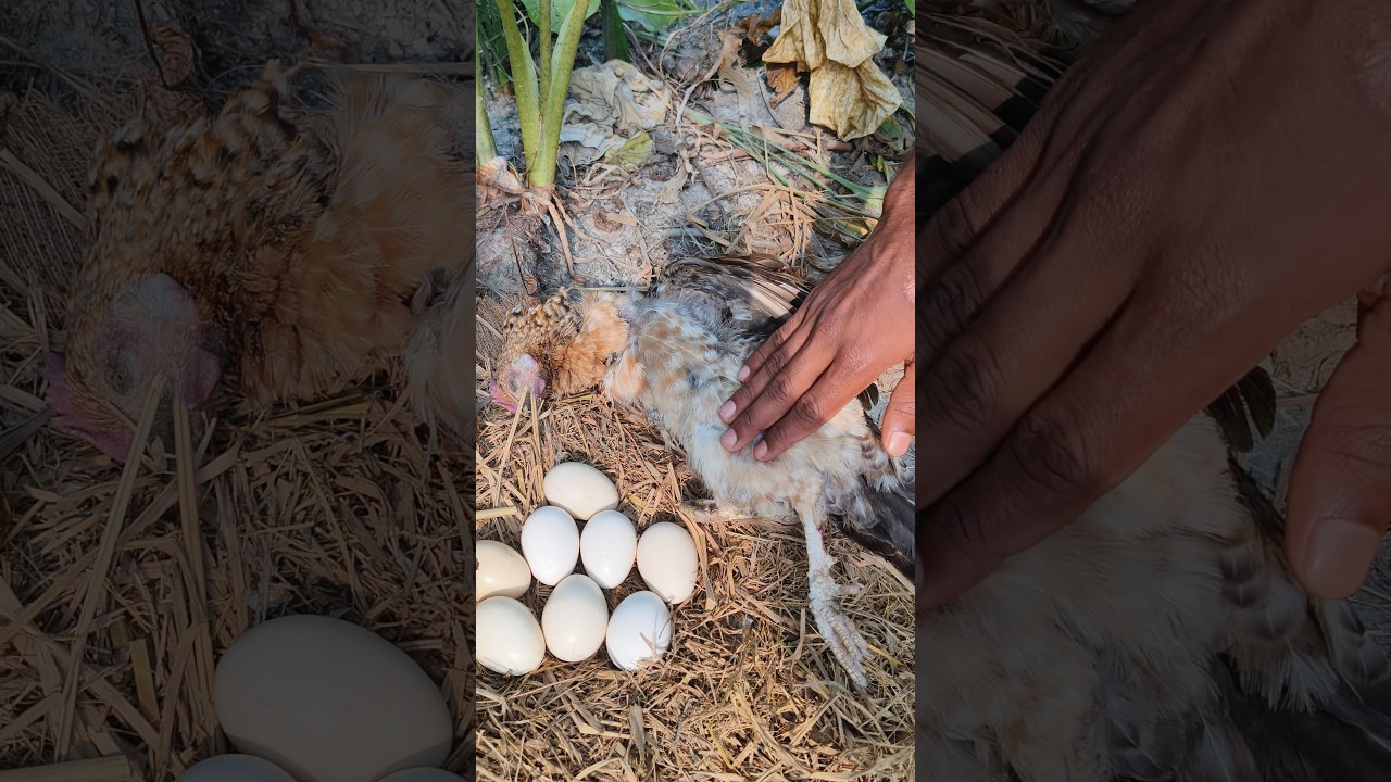 Fox Attack 💥 Broody Hen & Newborn Chicks 🐥😭 