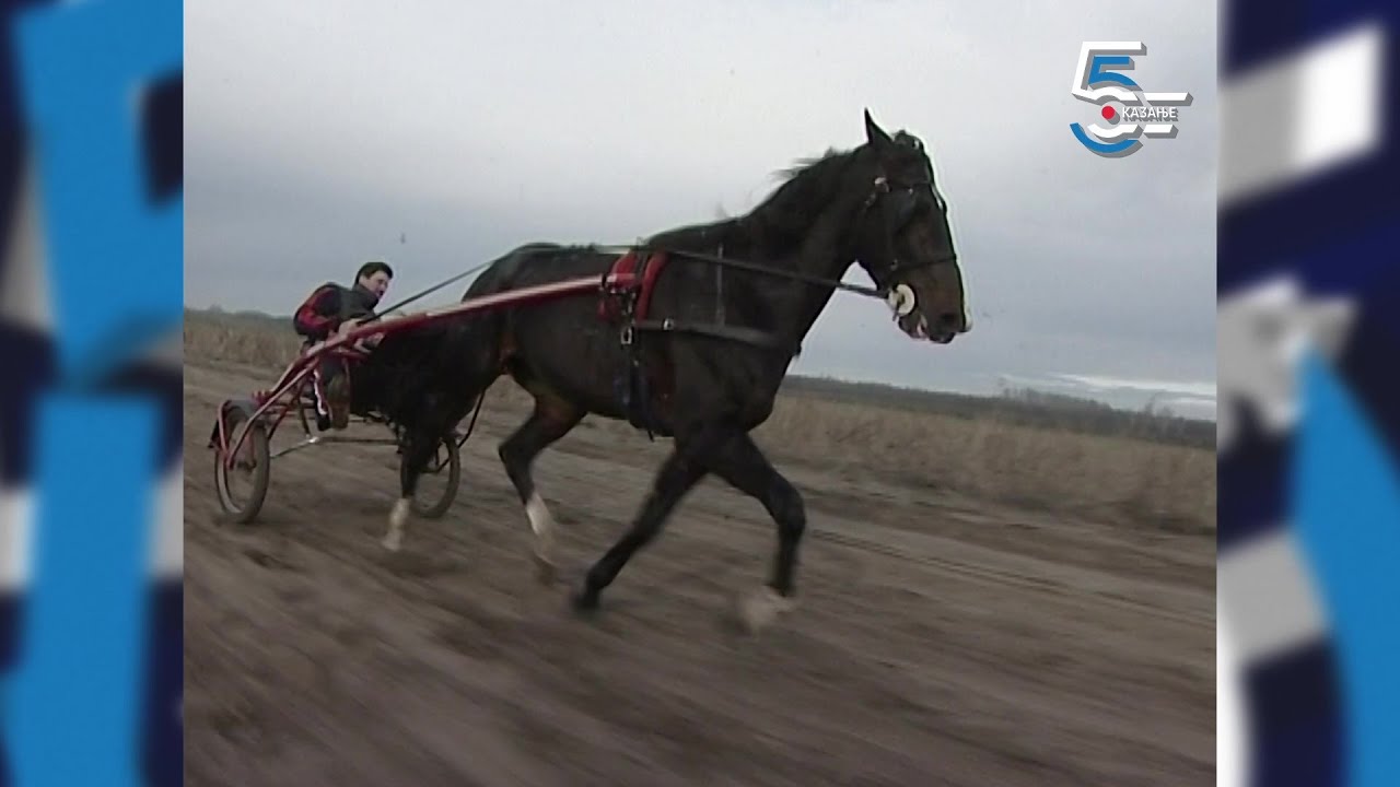 Fančo šampion - pastuv Fantastik Lobel kasač koji je pobeđivao