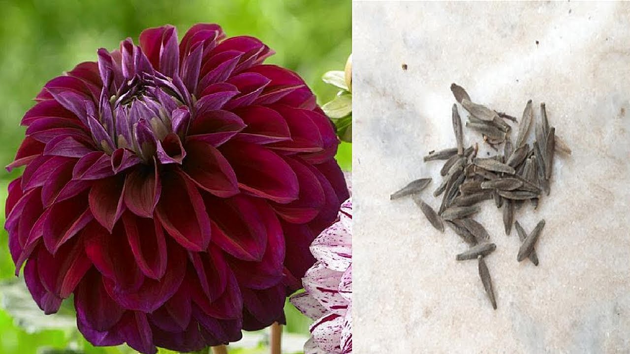 How to collect Dahlia Seeds ! Save/ Harvest Dahlia Seeds
