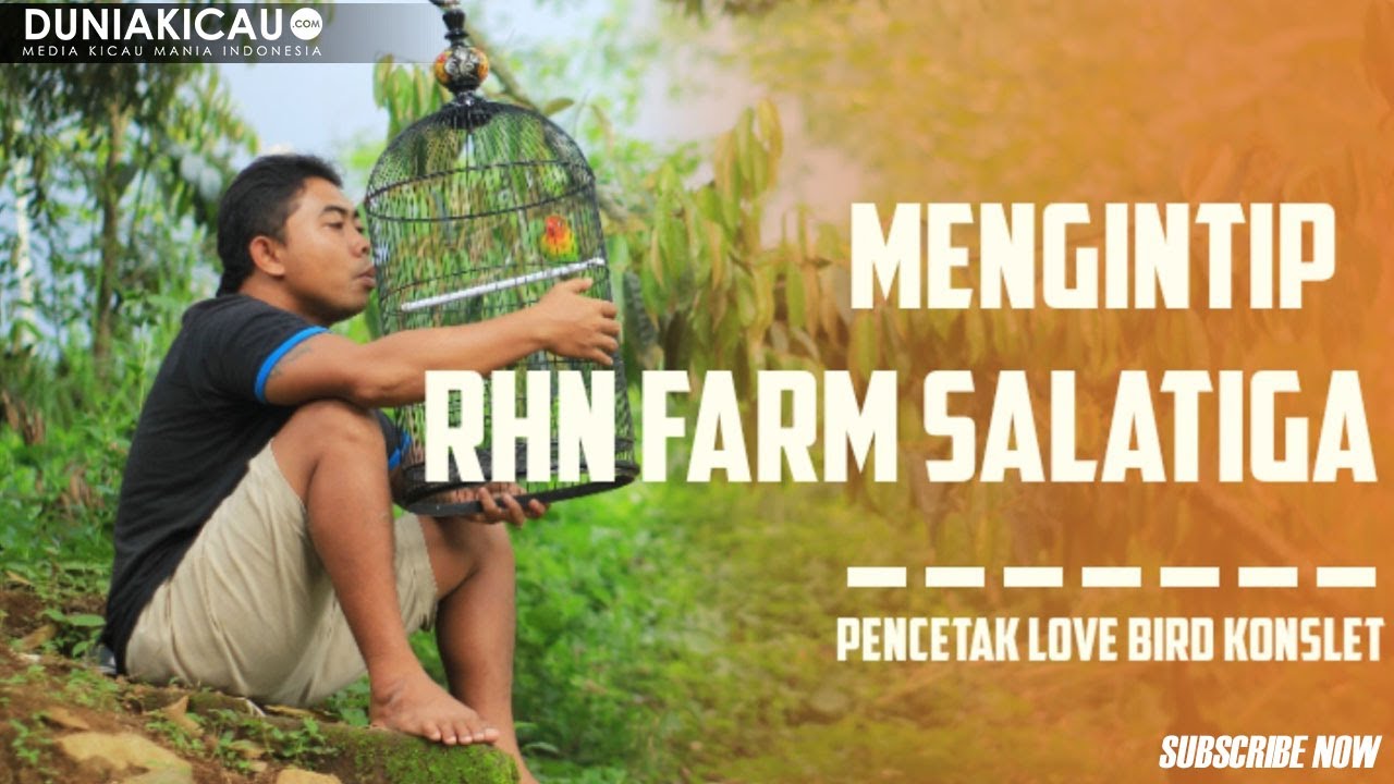 Belajar Memahami Dan Mencetak Burung Love Bird KONSLET | ALA PRIYO GENDUB RHN