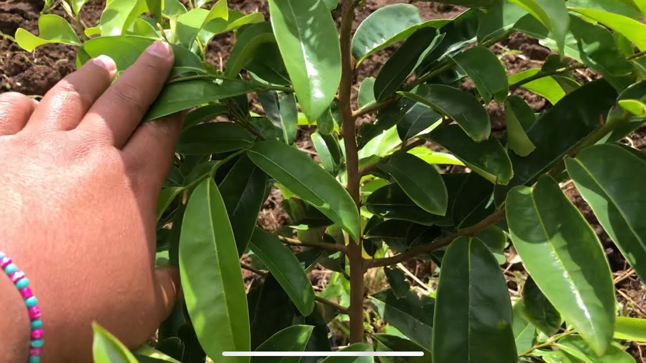 Growing SOURSOP (15 months old)