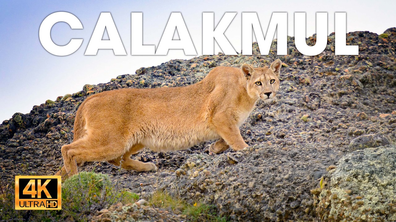 CALAKMUL - Ecos de lo Salvaje Olvidado #animalessalvajes | Natureza Vida