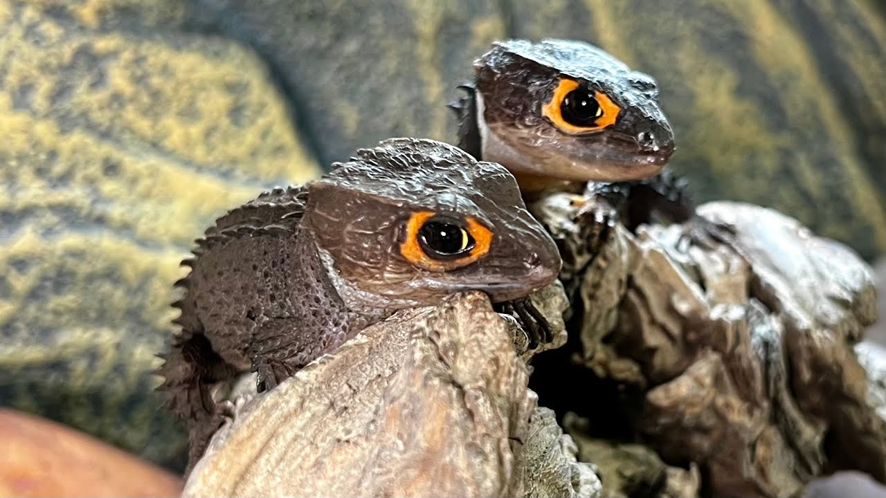 あのドラゴンたちに変化が…【アカメカブトトカゲ】