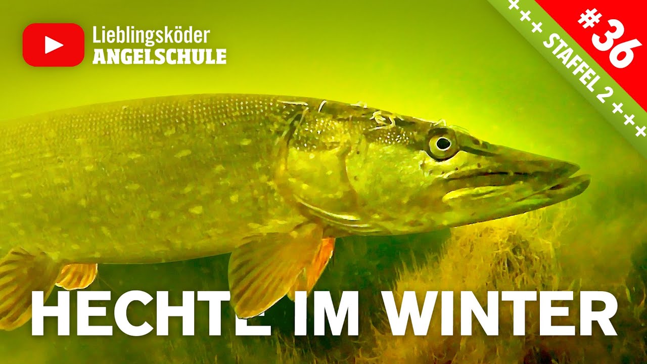 Hechtangeln im WINTER &ndash; FANGGARANTIE‼️ (inkl. Unterwasser-Aufnahmen 😍)