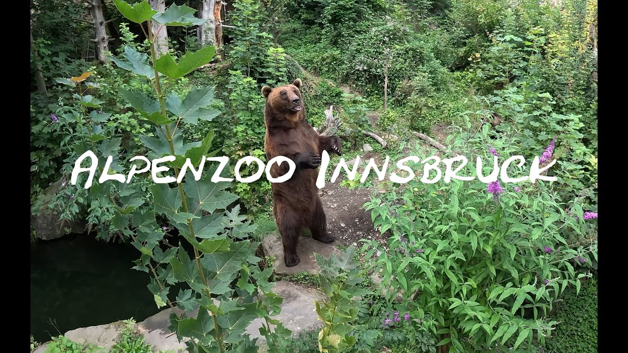 Alpenzoo Innsbruck 08.2024 Tirol