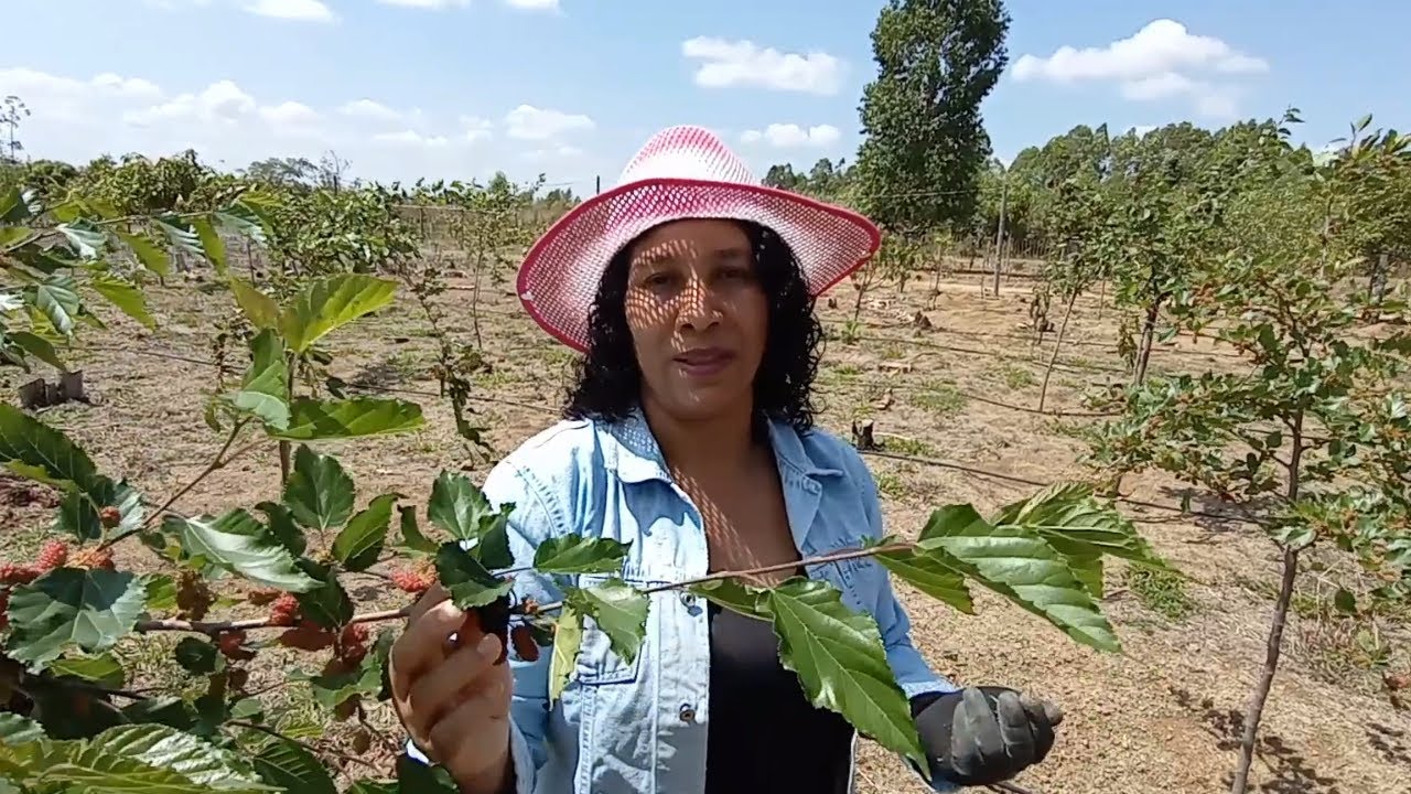 Nossa plantação de amora portuguesa 😍...