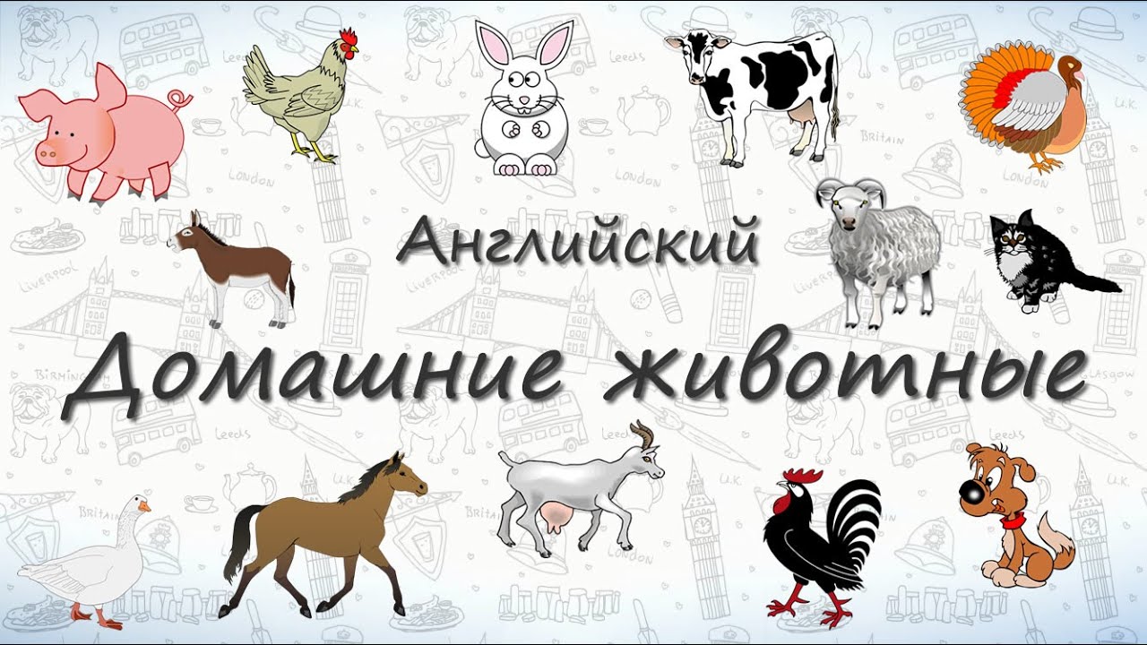 Домашние животные на английском. ВИДЕОТРЕНАЖЕР