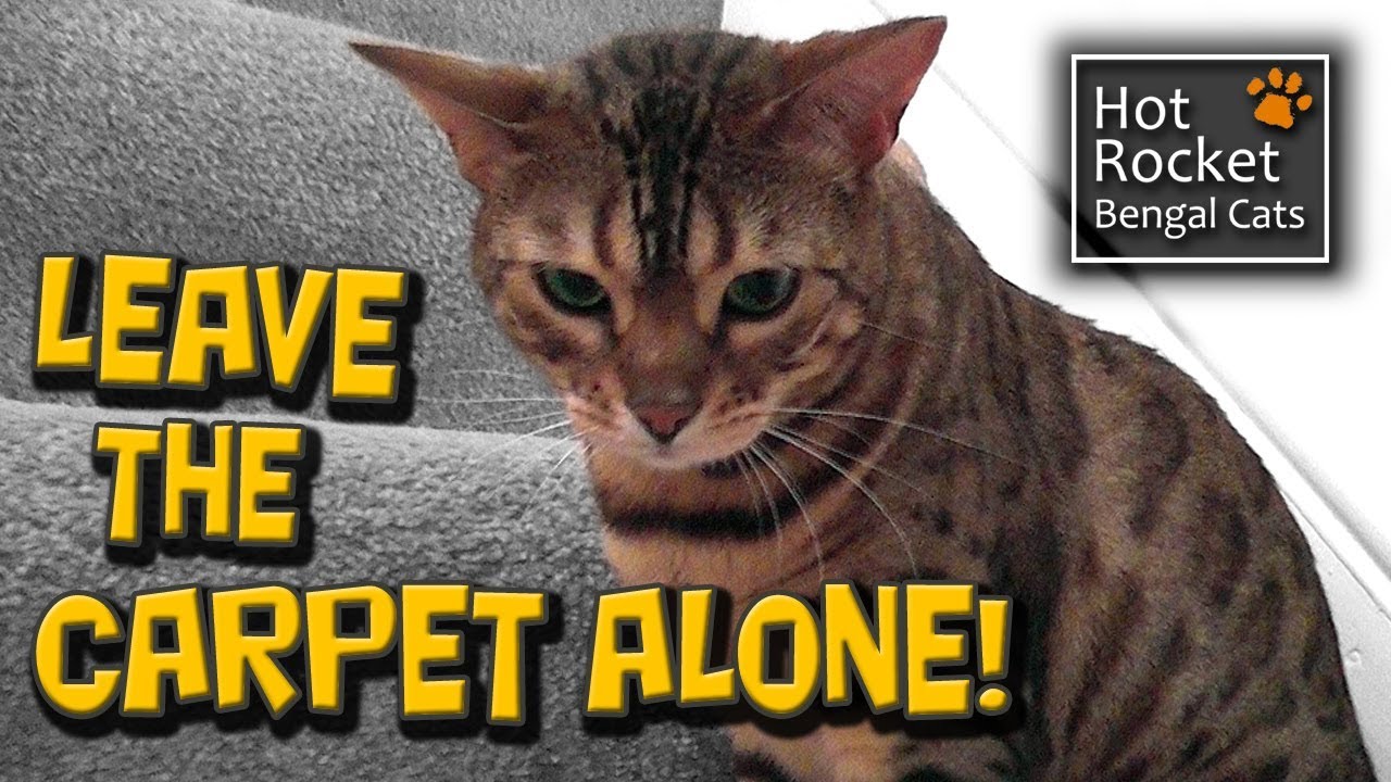 Bengal cat mischief &ndash; naughty Pixel tears up the carpet!