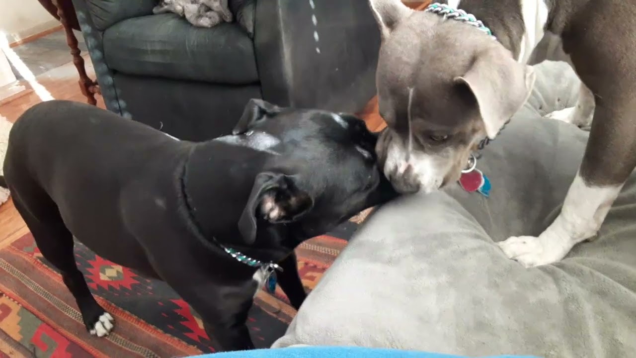 Gypsy n Raine ❤️🐾 Saturday 28th..Gypsyhad been sick, gut thing