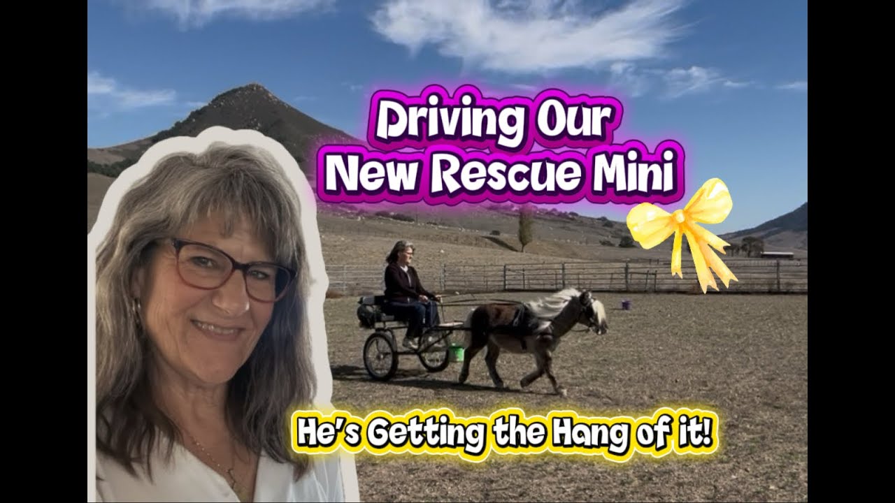 Driving Our Rescue Mini Horse - He's Getting the Hang of it!