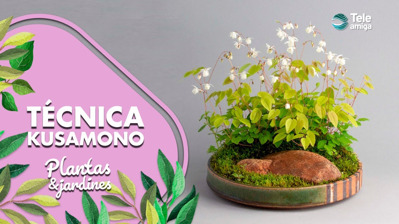 TÉCNICA KUSAMONO - Plantas y Jardines en Teleamiga