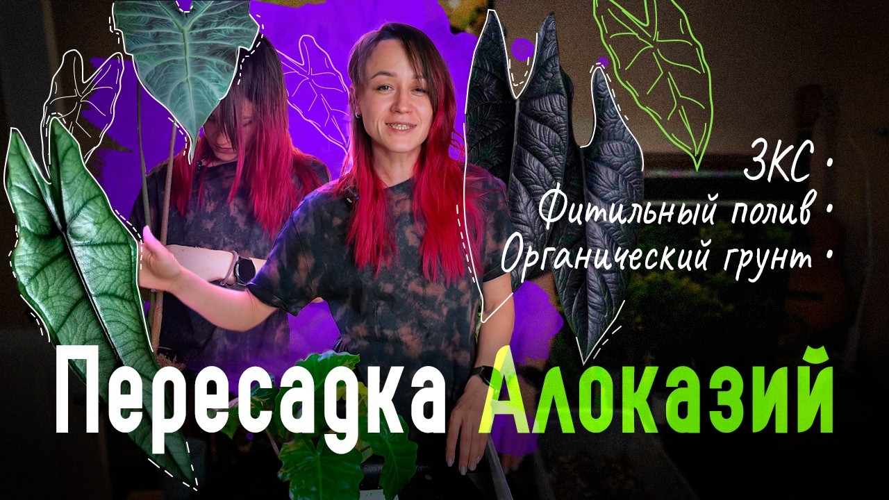 Не просто ПЕРЕСАДКА! Клад клубней, операция по переукоренению и правда о фитильном поливе АЛОКАЗИЙ