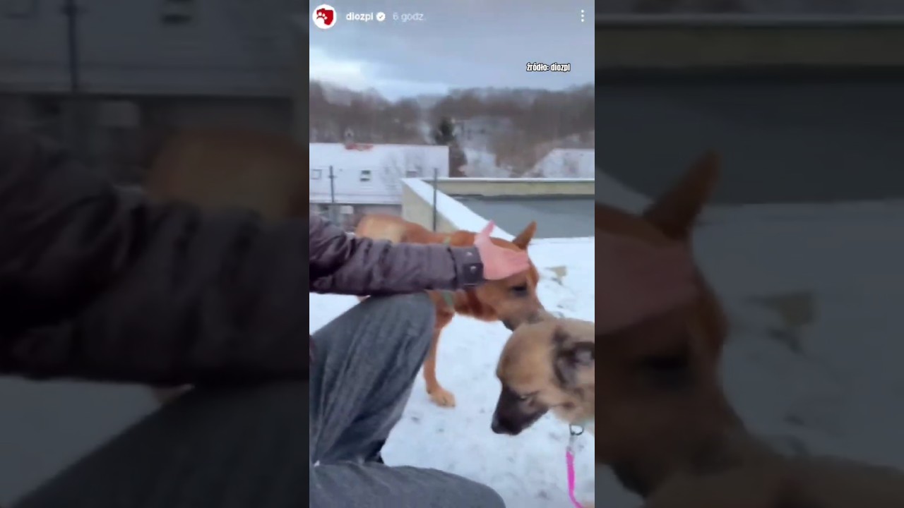 Wyobraźcie sobie że te psy mają wr&oacute;cić do małych boks&oacute;w 🤬 #dog #dioz #shorts