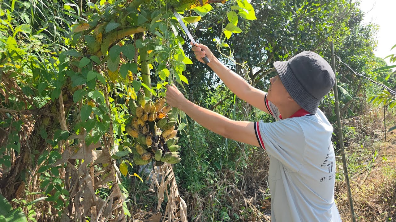 BUỔI TRƯA DẠO MÁT KHU VƯỜN NHÀ HÁI MÍT ĐỐN BUỒNG CHUỐI CHÍN ĂN TẾT SỚM Ở MIỀN TÂY