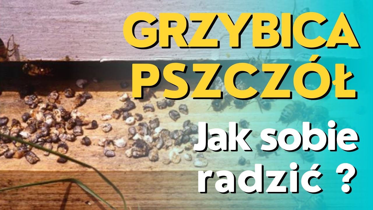 Grzybica pszczół - jak sobie radzić z chorobą?