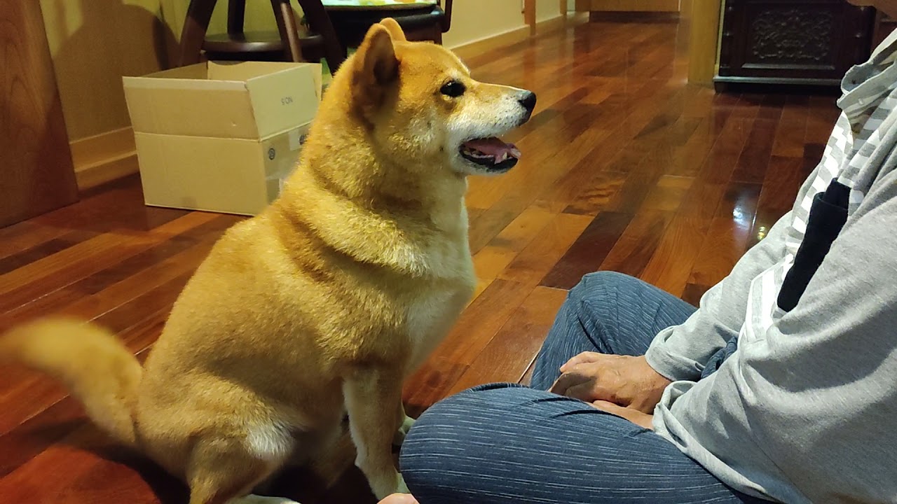 おやつを持っていない父に怒り狂う柴犬しかまる