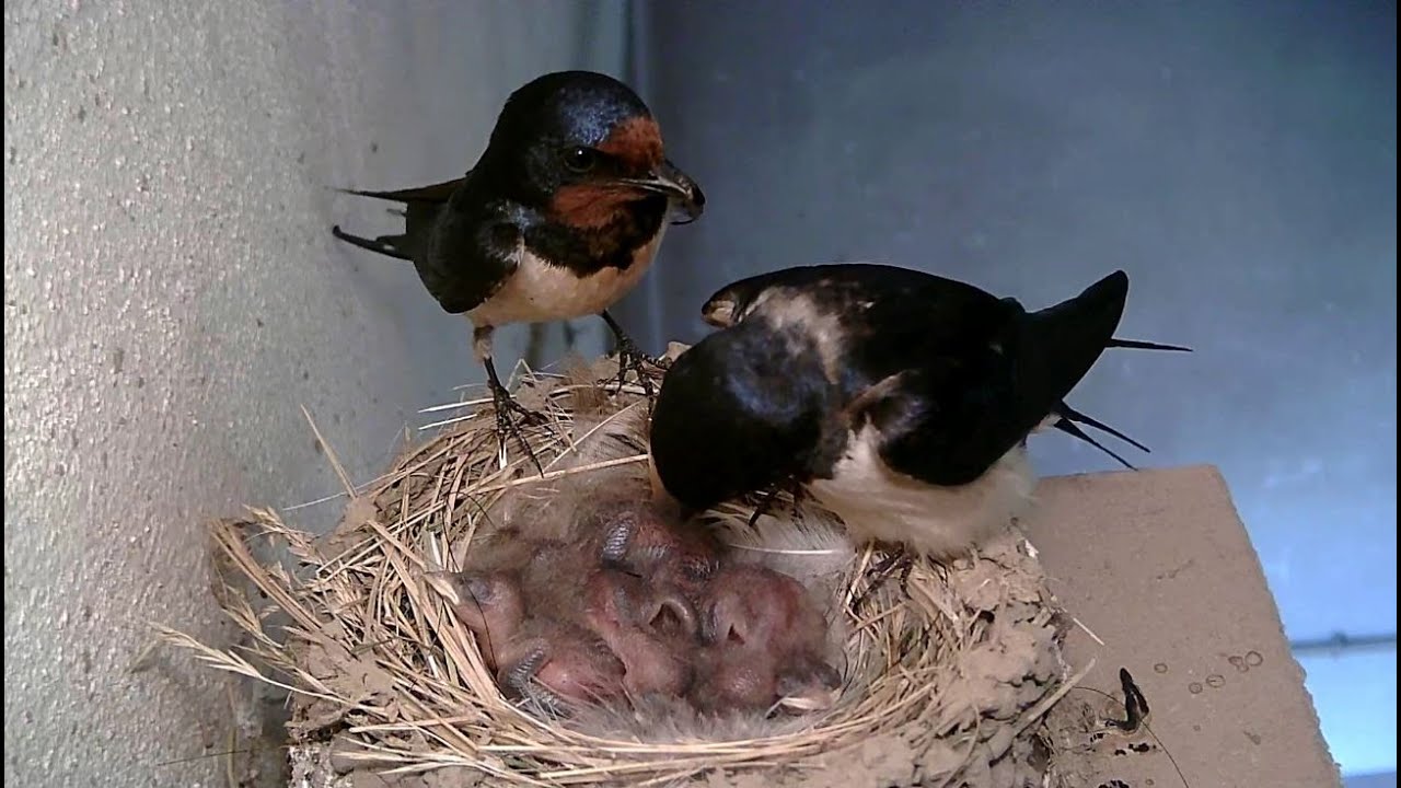 Hnízdění vlaštovek den po dni -- Swallows Nesting Day by Day