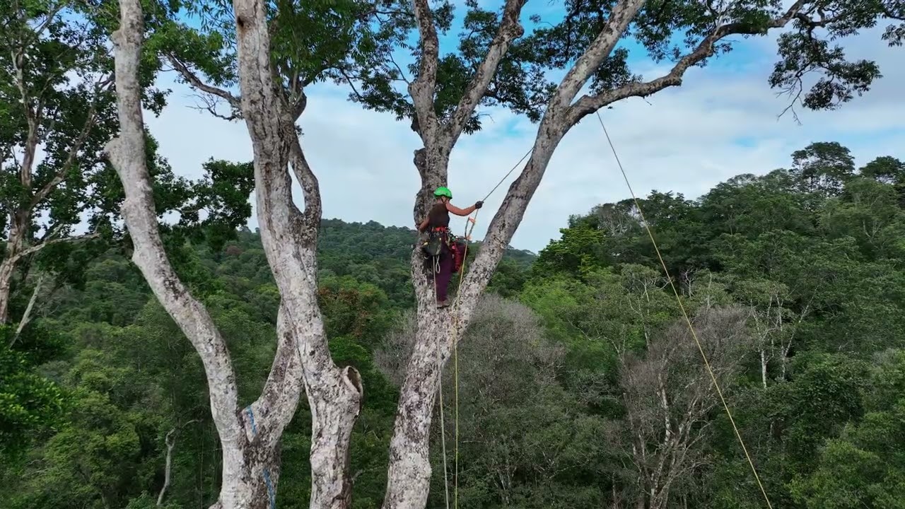 Grimpe dans un angélique. Guyane janvier 2023