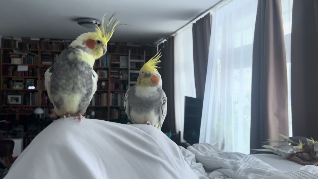 Calm morning with the cockatiels in bed
