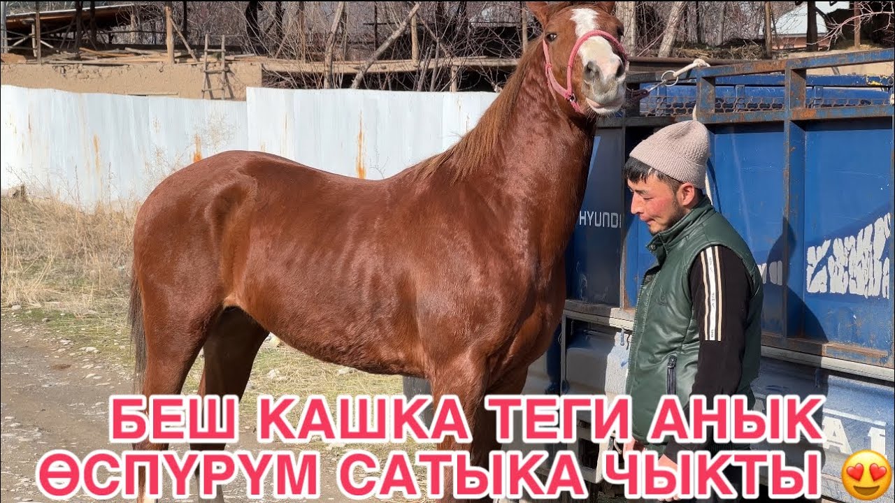 +996 500 980 899 📞ТЕГИ АНЫК БОЛГОН БЕШ КАШКА САТЫКА ЧЫКТЫ😍