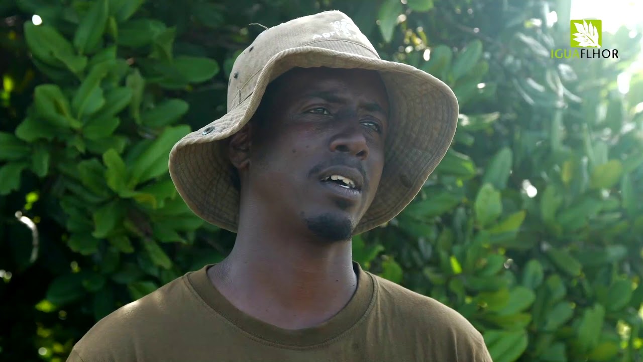 Les agrumes de Guadeloupe, produire du citron coute que coute