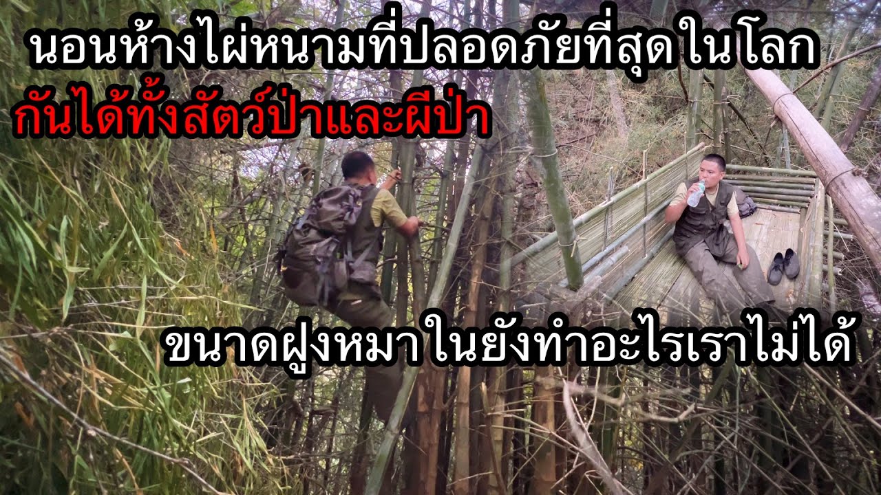 ถูกฝูงหมานายล้อมจะกินเป็นอาหารแต่ห้างไผ่หนามไม่มีสัตว์ชนิดไหนเข้าใกล้ได้นอกจาก￼สัตว์เลื้อยคลาน
