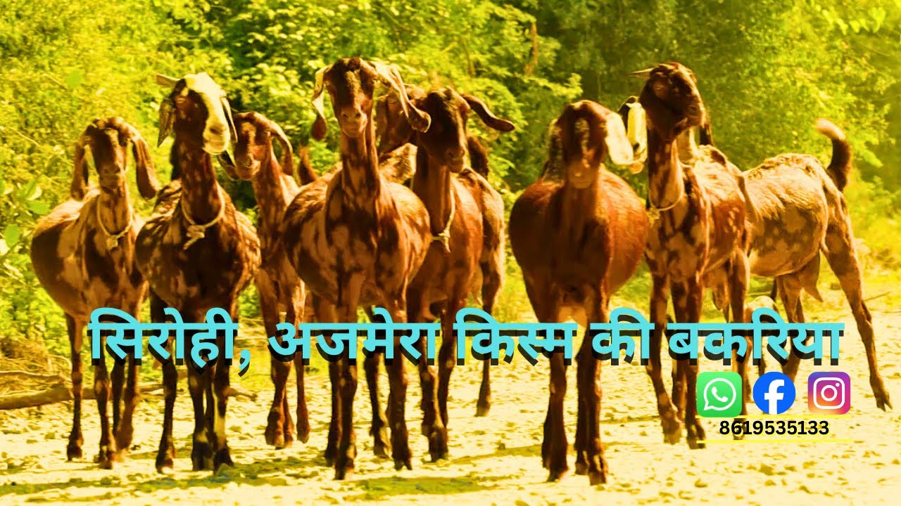 किसान की बकरियों में क्वालिटी । किसान की बकरिया फ़ार्म पे अवेलेबल सिरोही अजमेरा ब्रीड में #farming