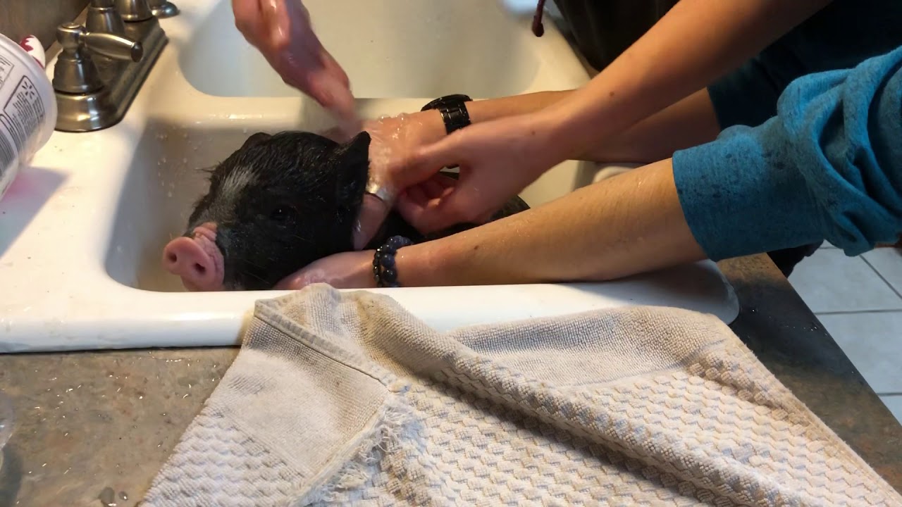 Bathing a pet piglet