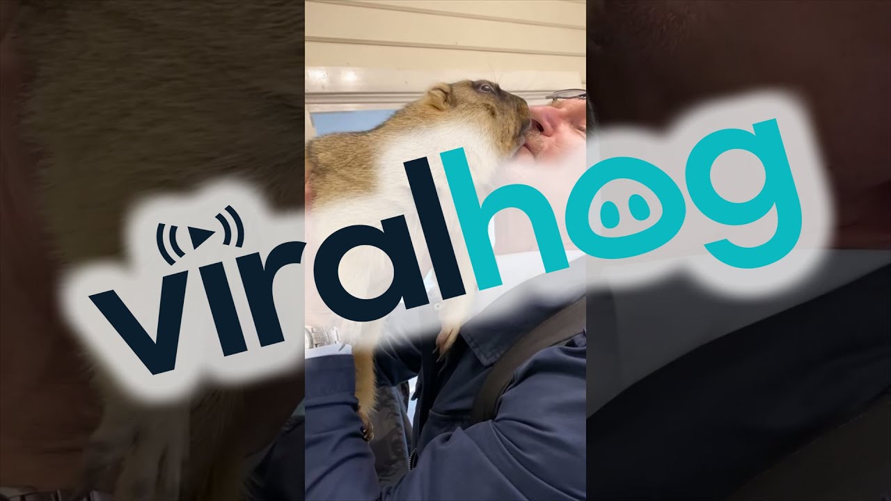 Pet Groundhog Greets Loving Owners || ViralHog